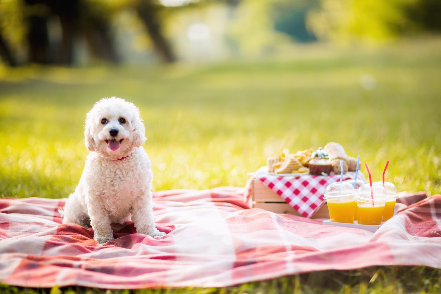 Beautiful little dog on picnic